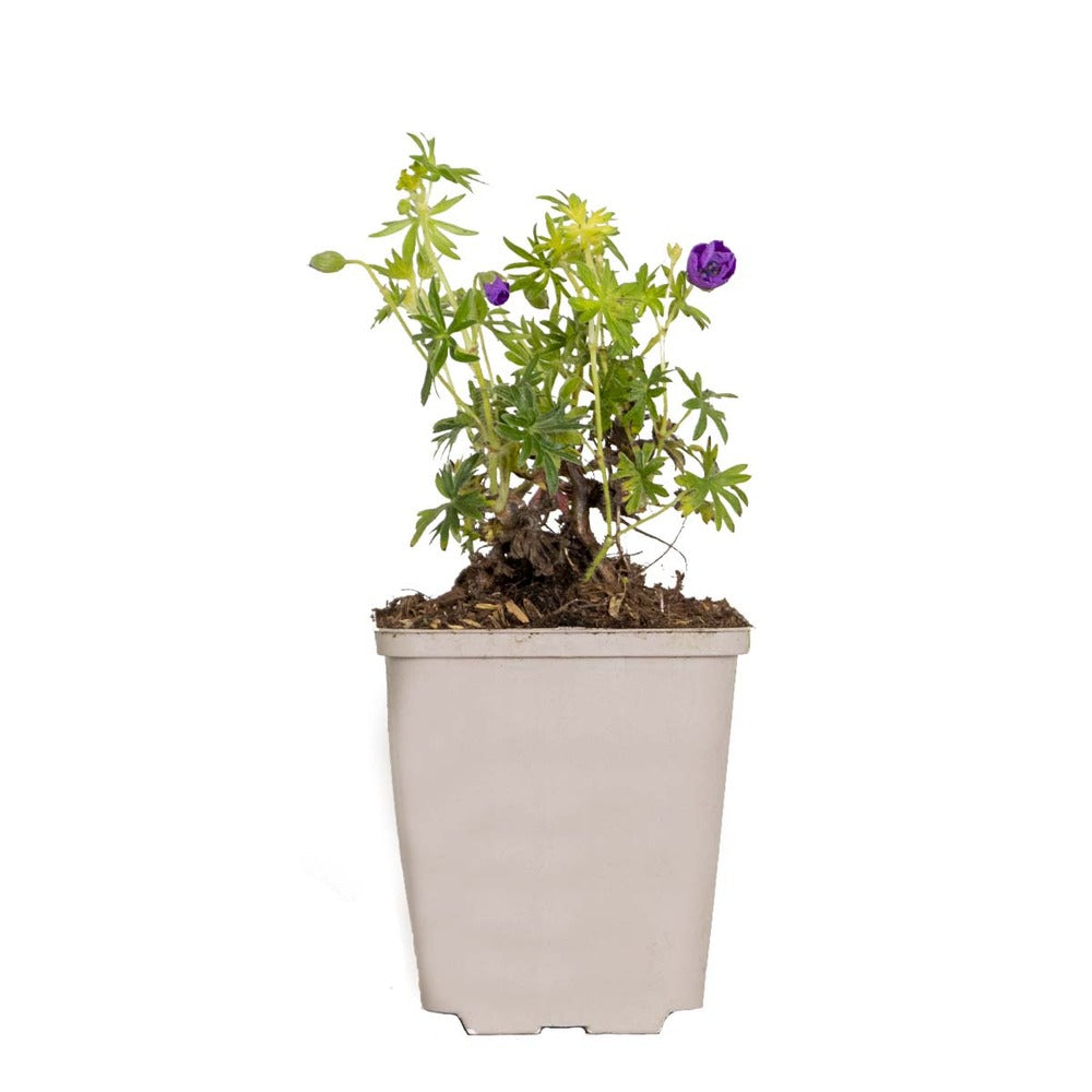  Geranium Sanguineum - Géranium Sanguin - Plante D'extérieur - Peu D'entretien – ⌀9 Cm - ↕10-15 Cm
