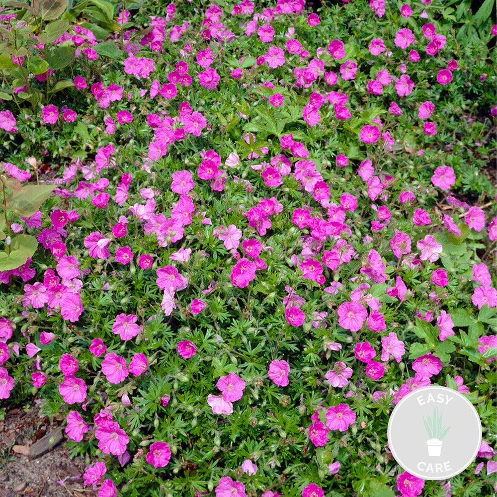  Geranium Sanguineum - Géranium Sanguin - Plante D'extérieur - Peu D'entretien – ⌀9 Cm - ↕10-15 Cm