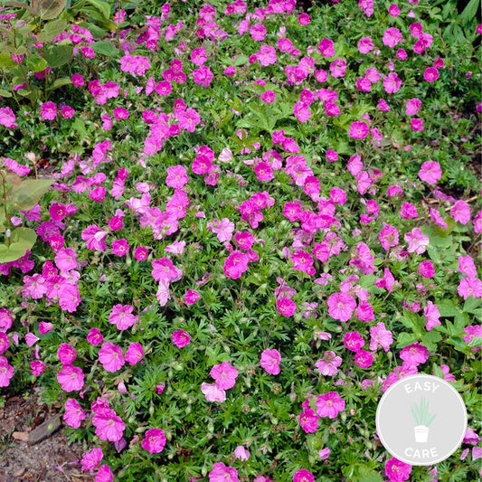  Geranium Sanguineum - Géranium Sanguin - Plante D'extérieur - Peu D'entretien – ⌀9 Cm - ↕10-15 Cm