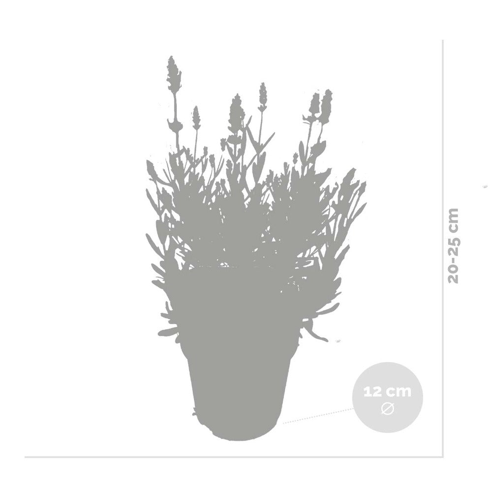  6x Lavandula Angustifolia 'ardèche' - Lavande - Arbuste - Rustique – ⌀12 Cm - ↕20-25 Cm