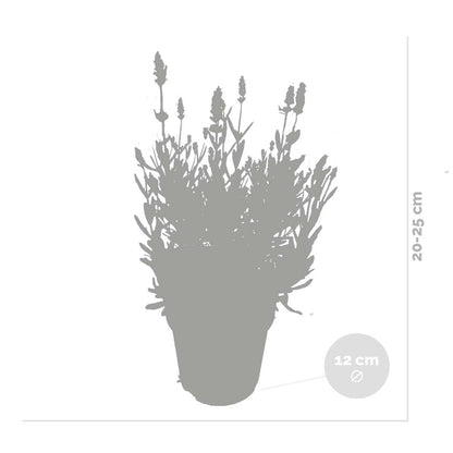  6x Lavandula Angustifolia 'ardèche' - Lavande - Arbuste - Rustique – ⌀12 Cm - ↕20-25 Cm