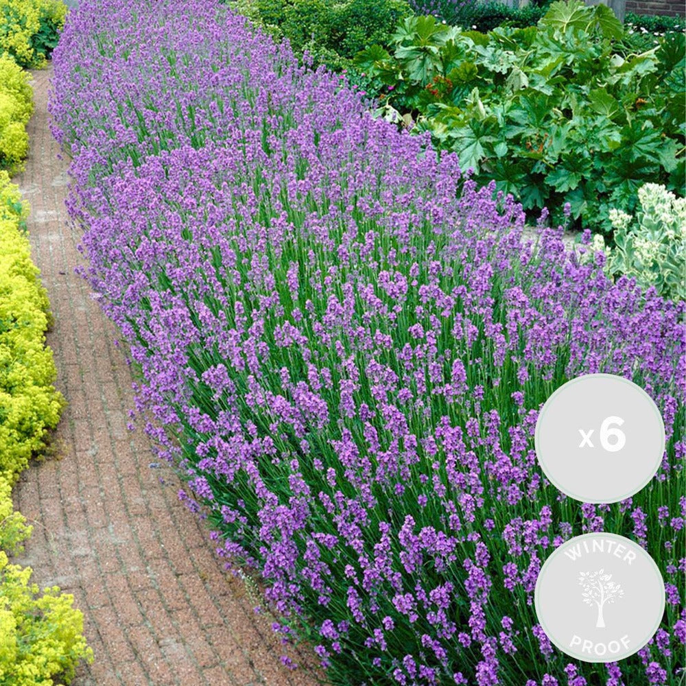  6x Lavandula Angustifolia 'ardèche' - Lavande - Arbuste - Rustique – ⌀12 Cm - ↕20-25 Cm