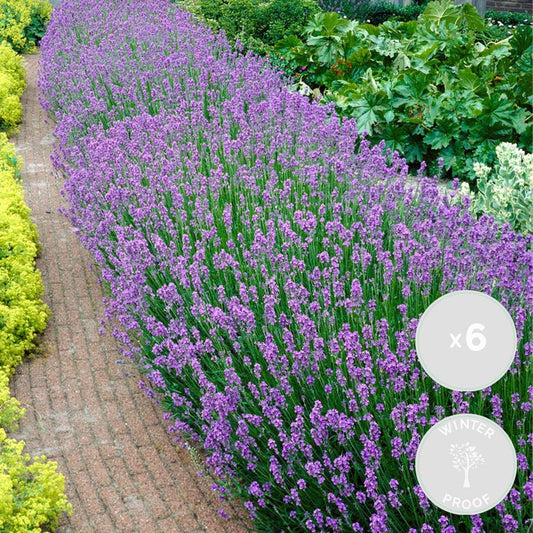  6x Lavandula Angustifolia 'ardèche' - Lavande - Arbuste - Rustique – ⌀12 Cm - ↕20-25 Cm