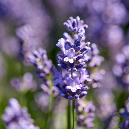  6x Lavandula Angustifolia 'ardèche' - Lavande - Arbuste - Rustique – ⌀12 Cm - ↕20-25 Cm