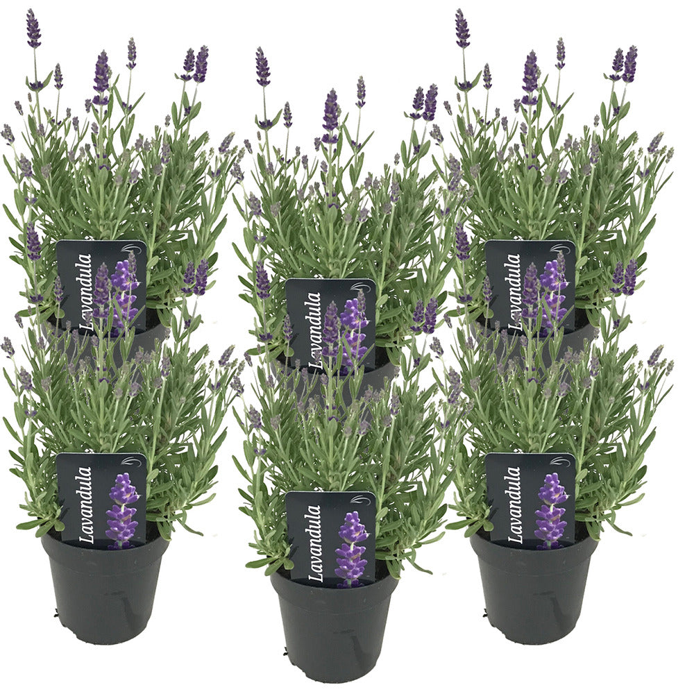  6x Lavandula Angustifolia 'ardèche' - Lavande - Arbuste - Rustique – ⌀12 Cm - ↕20-25 Cm