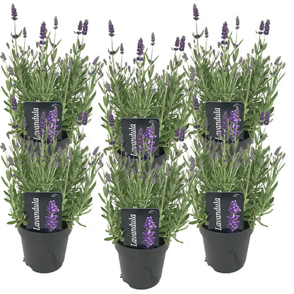  6x Lavandula Angustifolia 'ardèche' - Lavande - Arbuste - Rustique – ⌀12 Cm - ↕20-25 Cm