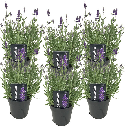  6x Lavandula Angustifolia 'ardèche' - Lavande - Arbuste - Rustique – ⌀12 Cm - ↕20-25 Cm