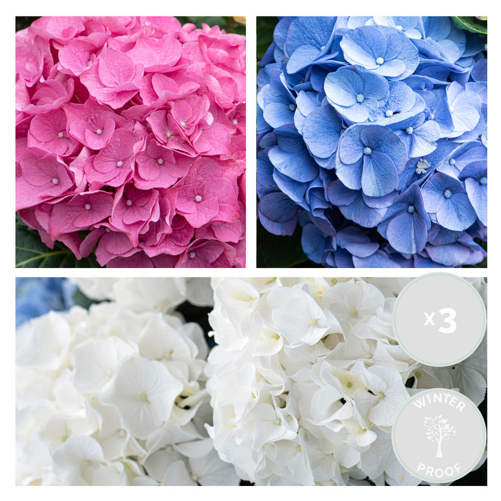  3x Hydrangea Macrophylla Mix – Hortensia – Arbuste - Rustique – ⌀10.5 Cm - ↕20-25 Cm