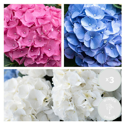  3x Hydrangea Macrophylla Mix – Hortensia – Arbuste - Rustique – ⌀10.5 Cm - ↕20-25 Cm