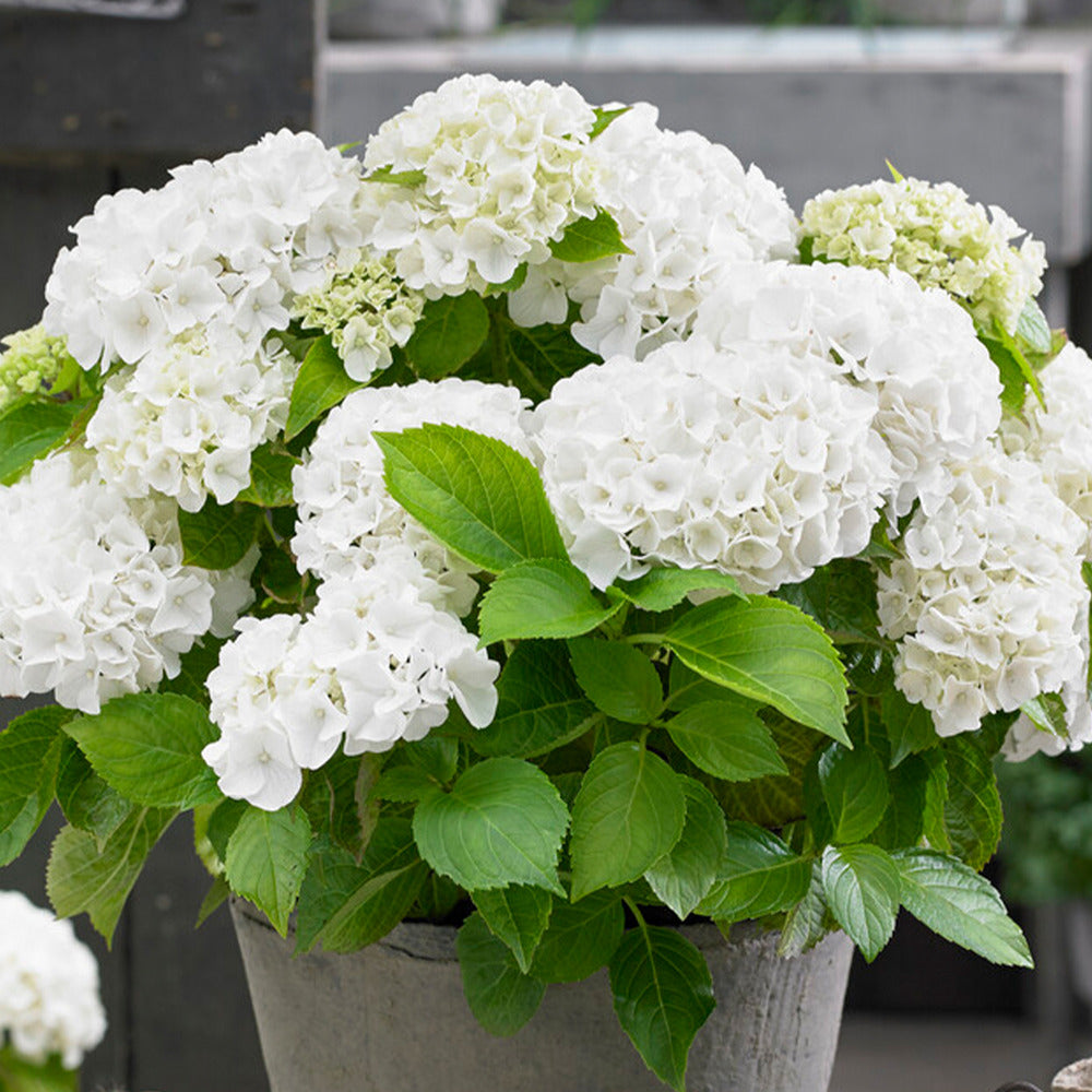  3x Hydrangea Macrophylla Mix – Hortensia – Arbuste - Rustique – ⌀10.5 Cm - ↕20-25 Cm