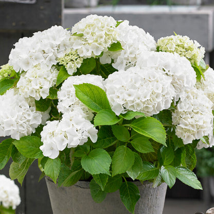  3x Hydrangea Macrophylla Mix – Hortensia – Arbuste - Rustique – ⌀10.5 Cm - ↕20-25 Cm