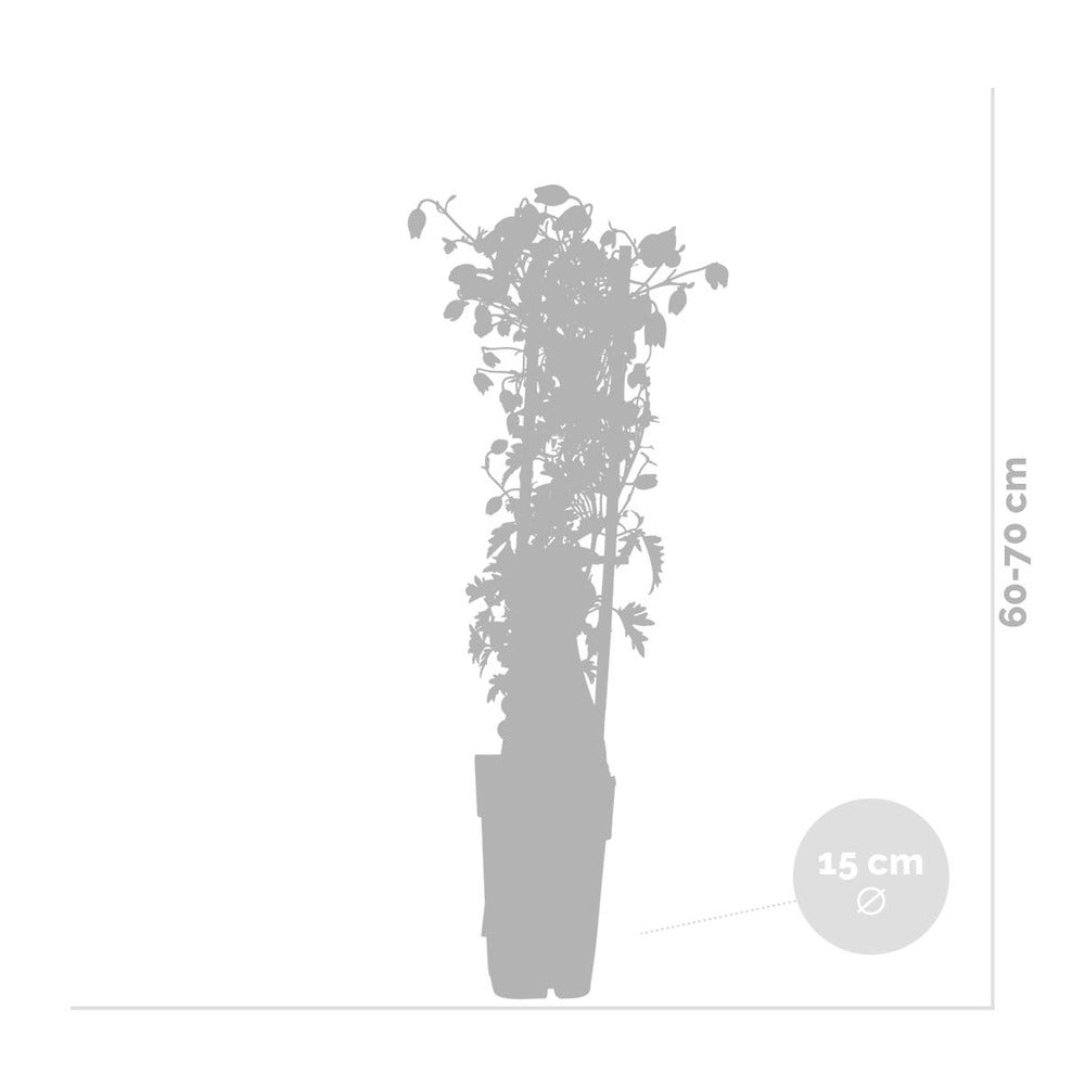 2x Hortensia Petiolaris - Hortensia - Plante Grimpante - Facile D'entretien - ⌀15 Cm - ↕60-70 Cm
