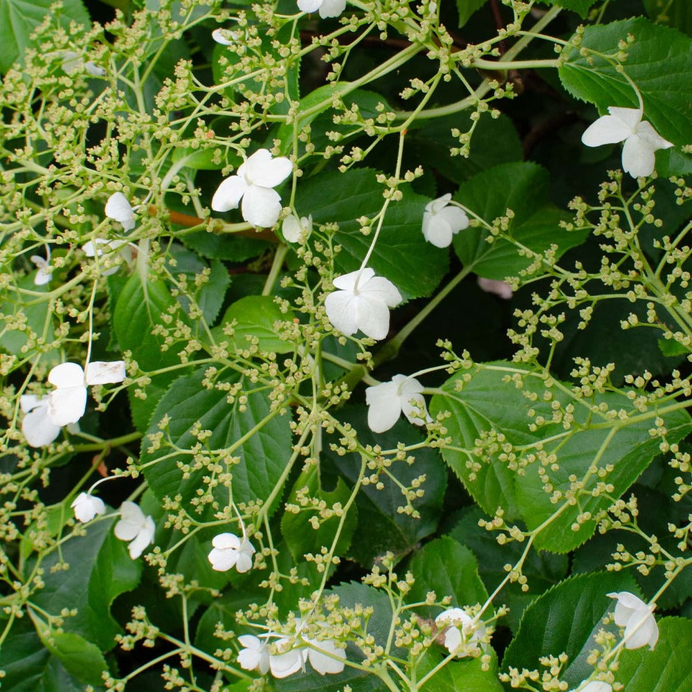  2x Hortensia Petiolaris - Hortensia - Plante Grimpante - Facile D'entretien - ⌀15 Cm - ↕60-70 Cm
