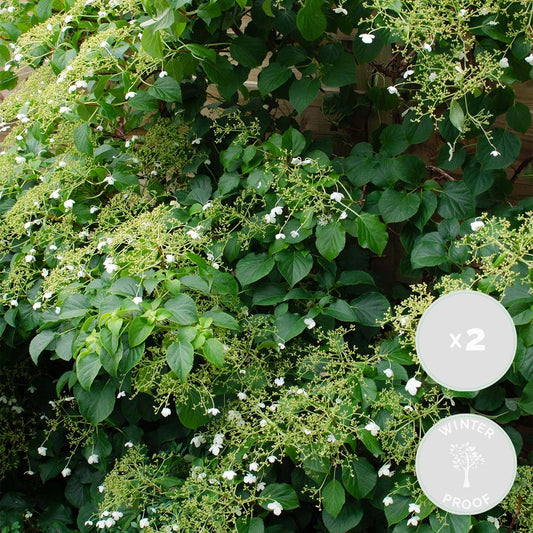  2x Hortensia Petiolaris - Hortensia - Plante Grimpante - Facile D'entretien - ⌀15 Cm - ↕60-70 Cm