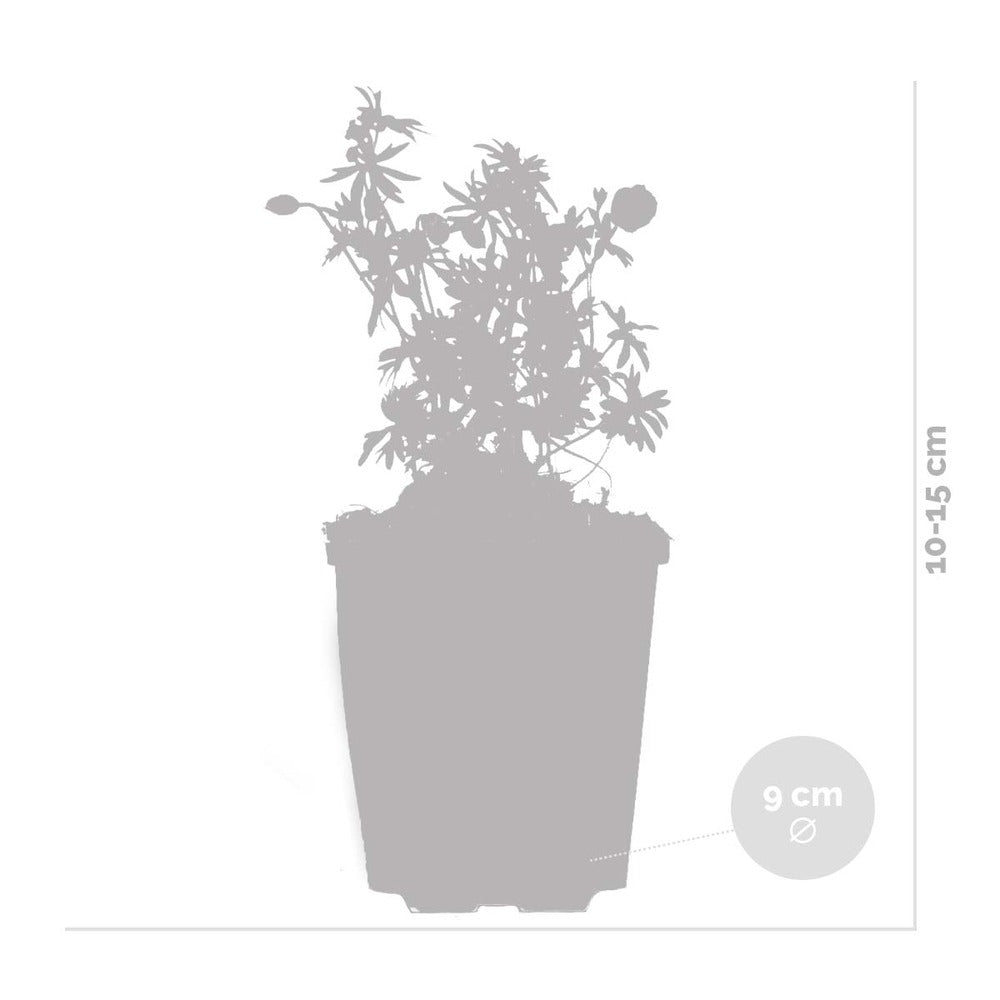  6x Geranium Sanguineum - Géranium Sanguin - Plante D'extérieur - Peu D'entretien – ⌀9 Cm - ↕10-15 Cm