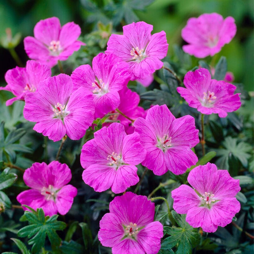  6x Geranium Sanguineum - Géranium Sanguin - Plante D'extérieur - Peu D'entretien – ⌀9 Cm - ↕10-15 Cm