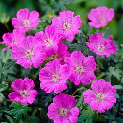  6x Geranium Sanguineum - Géranium Sanguin - Plante D'extérieur - Peu D'entretien – ⌀9 Cm - ↕10-15 Cm