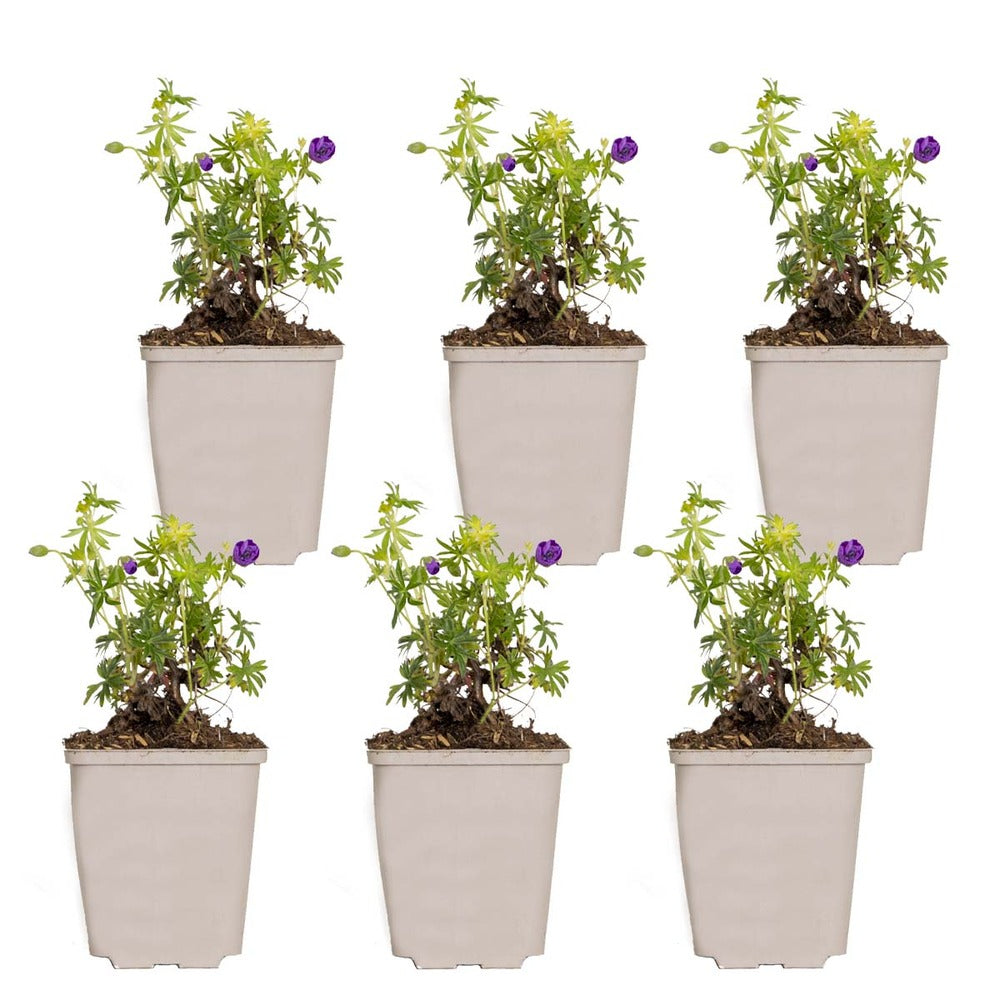  6x Geranium Sanguineum - Géranium Sanguin - Plante D'extérieur - Peu D'entretien – ⌀9 Cm - ↕10-15 Cm
