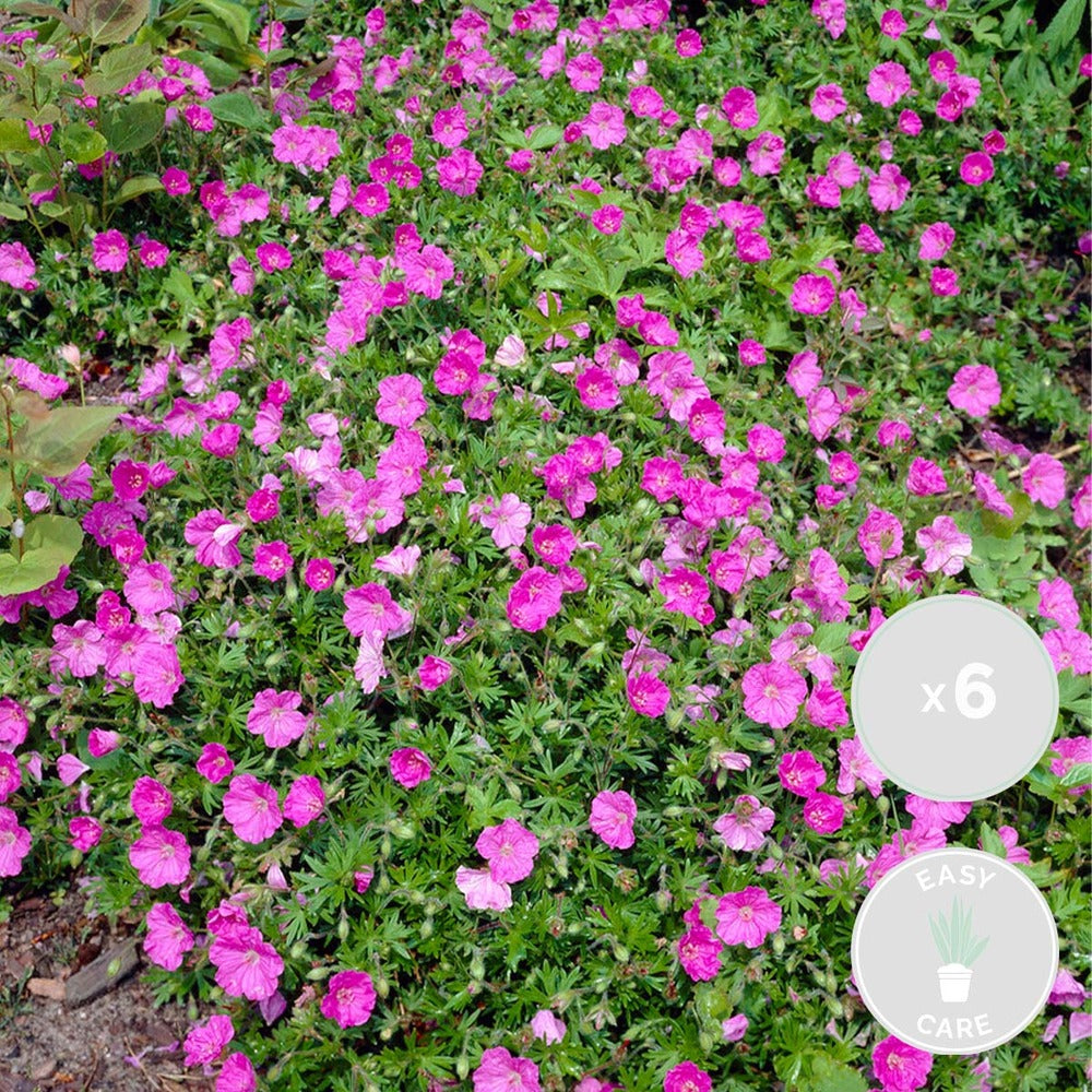  6x Geranium Sanguineum - Géranium Sanguin - Plante D'extérieur - Peu D'entretien – ⌀9 Cm - ↕10-15 Cm