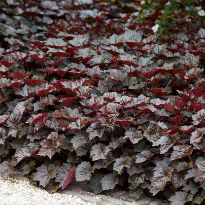  3x Heuchera Micrantha 'palace Purple' - Purple Bell - Vivace - Rustique – ⌀9 Cm - ↕10-15 Cm