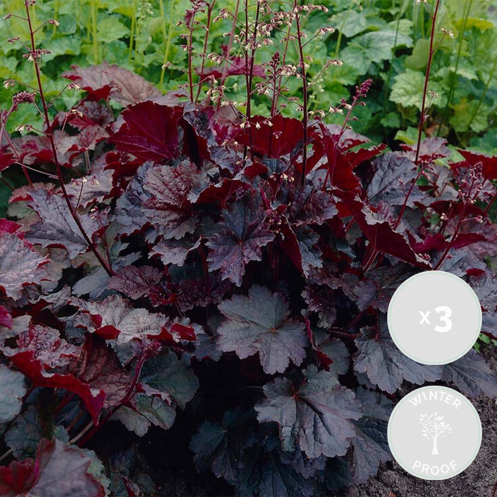  3x Heuchera Micrantha 'palace Purple' - Purple Bell - Vivace - Rustique – ⌀9 Cm - ↕10-15 Cm