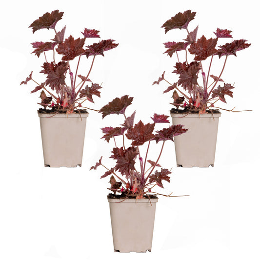  3x Heuchera Micrantha 'palace Purple' - Purple Bell - Vivace - Rustique – ⌀9 Cm - ↕10-15 Cm