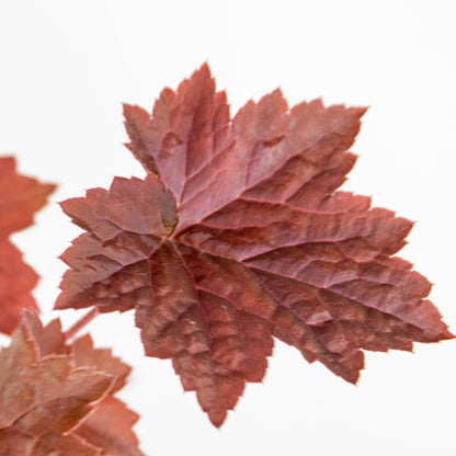  3x Heuchera Micrantha 'palace Purple' - Purple Bell - Vivace - Rustique – ⌀9 Cm - ↕10-15 Cm