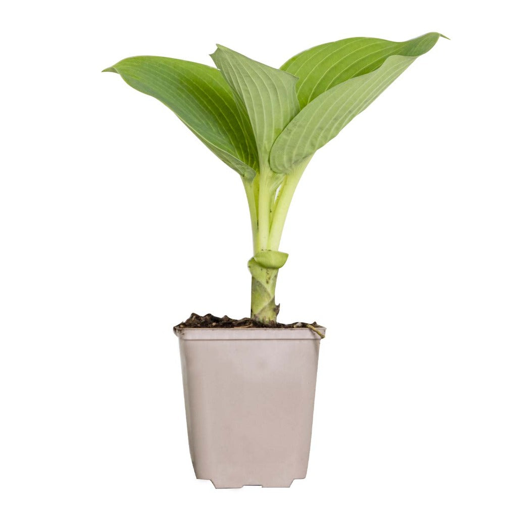  Hosta Sieboldiana 'elegans' - Lys Coeur - Vivace - Rustique – ⌀9 Cm - ↕10-15 Cm