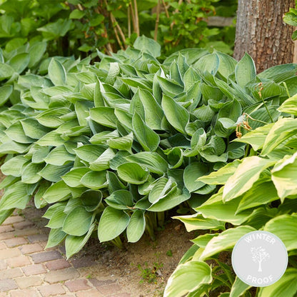  Hosta Sieboldiana 'elegans' - Lys Coeur - Vivace - Rustique – ⌀9 Cm - ↕10-15 Cm