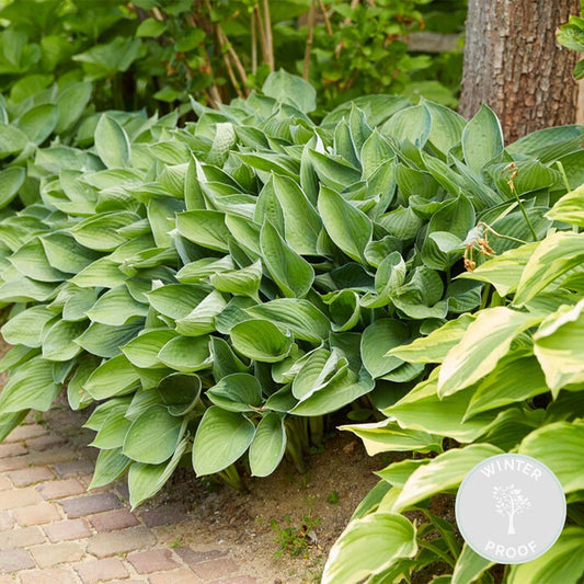  Hosta Sieboldiana 'elegans' - Lys Coeur - Vivace - Rustique – ⌀9 Cm - ↕10-15 Cm