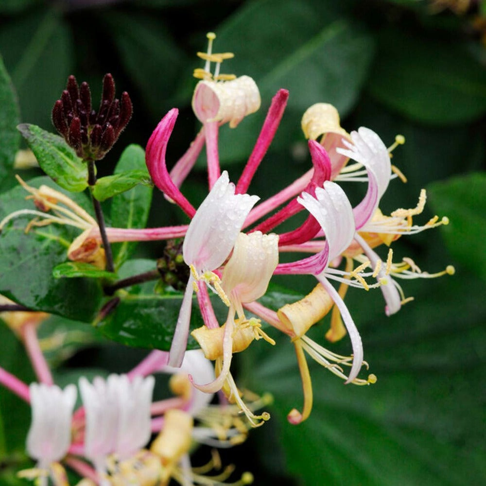  Lonicera Henryi – Chèvrefeuille – Plante Grimpante – Persistant - ⌀15 Cm - ↕60-70 Cm