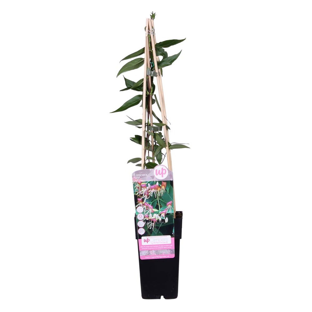  Lonicera Henryi – Chèvrefeuille – Plante Grimpante – Persistant - ⌀15 Cm - ↕60-70 Cm