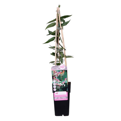  Lonicera Henryi – Chèvrefeuille – Plante Grimpante – Persistant - ⌀15 Cm - ↕60-70 Cm