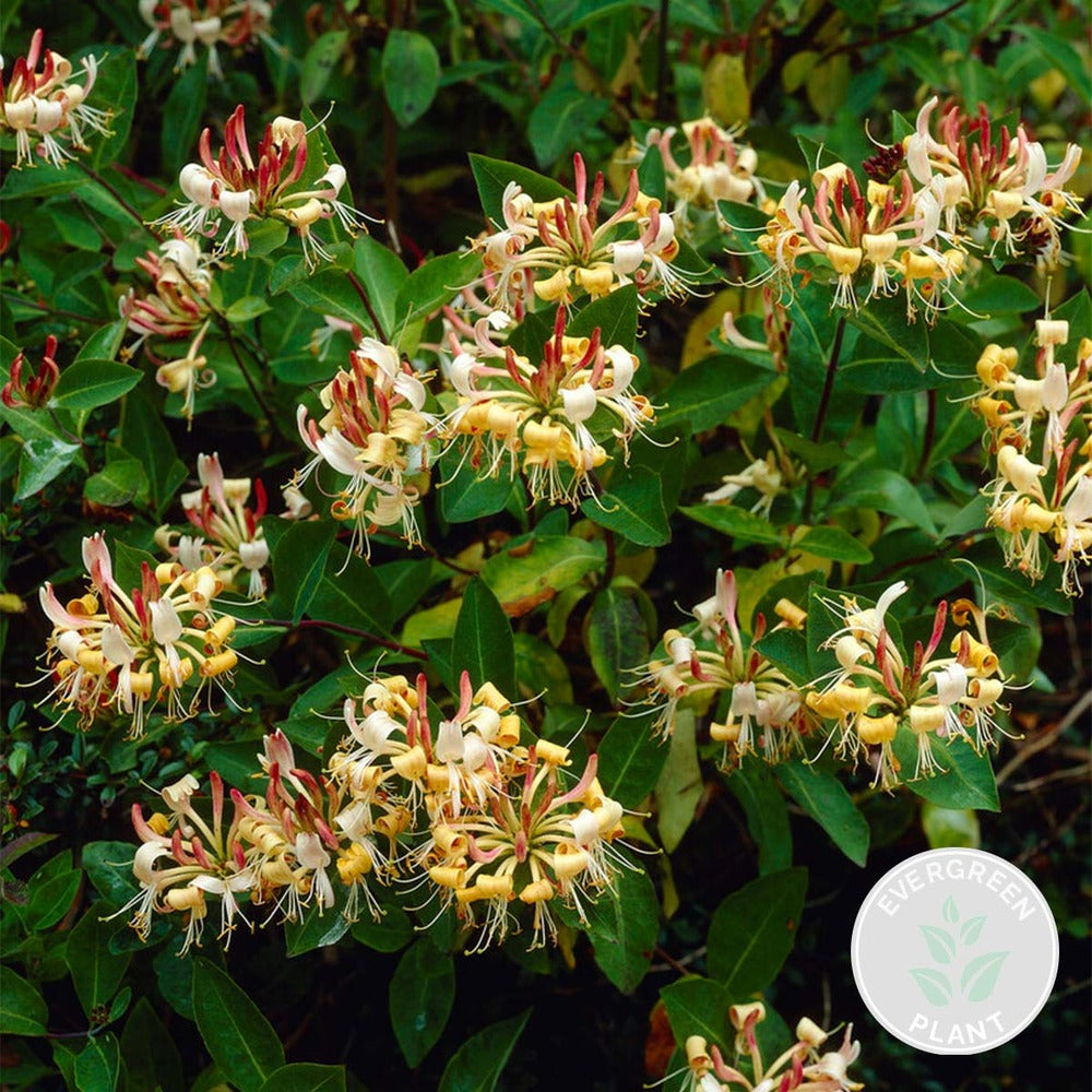  Lonicera Henryi – Chèvrefeuille – Plante Grimpante – Persistant - ⌀15 Cm - ↕60-70 Cm