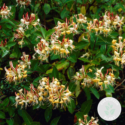  Lonicera Henryi – Chèvrefeuille – Plante Grimpante – Persistant - ⌀15 Cm - ↕60-70 Cm