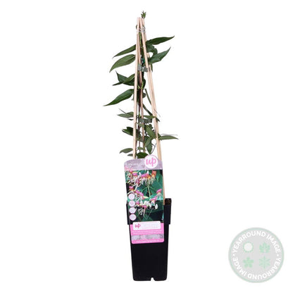  Lonicera Henryi – Chèvrefeuille – Plante Grimpante – Persistant - ⌀15 Cm - ↕60-70 Cm