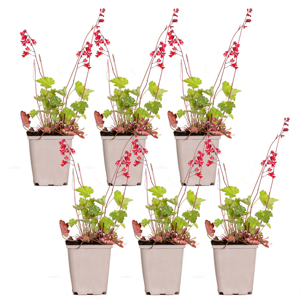  6x Heuchera Sanguinea 'splendens' - Campanule Pourpre - Vivace - Rustique – ⌀9 Cm - ↕10-15 Cm
