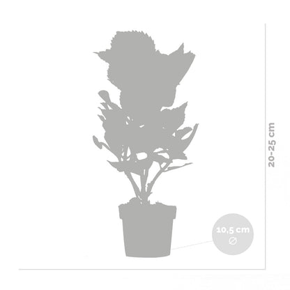  3x Hydrangea Macrophylla 'early Blue' - Hortensia - Arbuste - Rustique – ⌀10.5 Cm - ↕20-25 Cm