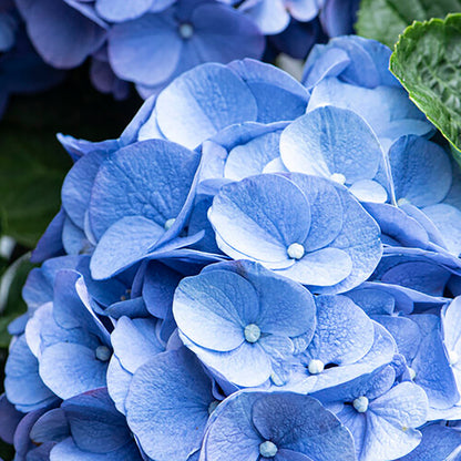  3x Hydrangea Macrophylla 'early Blue' - Hortensia - Arbuste - Rustique – ⌀10.5 Cm - ↕20-25 Cm