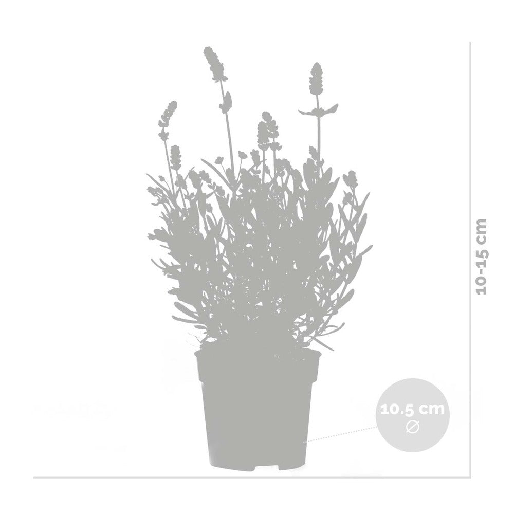  6x Lavandula Angustifolia 'ardèche Blue' - Lavande - Arbuste - Rustique – ⌀10.5 Cm - ↕10-15 Cm