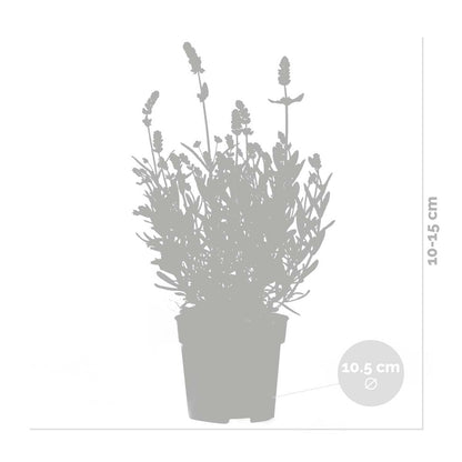  6x Lavandula Angustifolia 'ardèche Blue' - Lavande - Arbuste - Rustique – ⌀10.5 Cm - ↕10-15 Cm