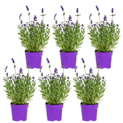  6x Lavandula Angustifolia 'ardèche Blue' - Lavande - Arbuste - Rustique – ⌀10.5 Cm - ↕10-15 Cm