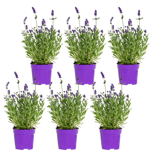  6x Lavandula Angustifolia 'ardèche Blue' - Lavande - Arbuste - Rustique – ⌀10.5 Cm - ↕10-15 Cm