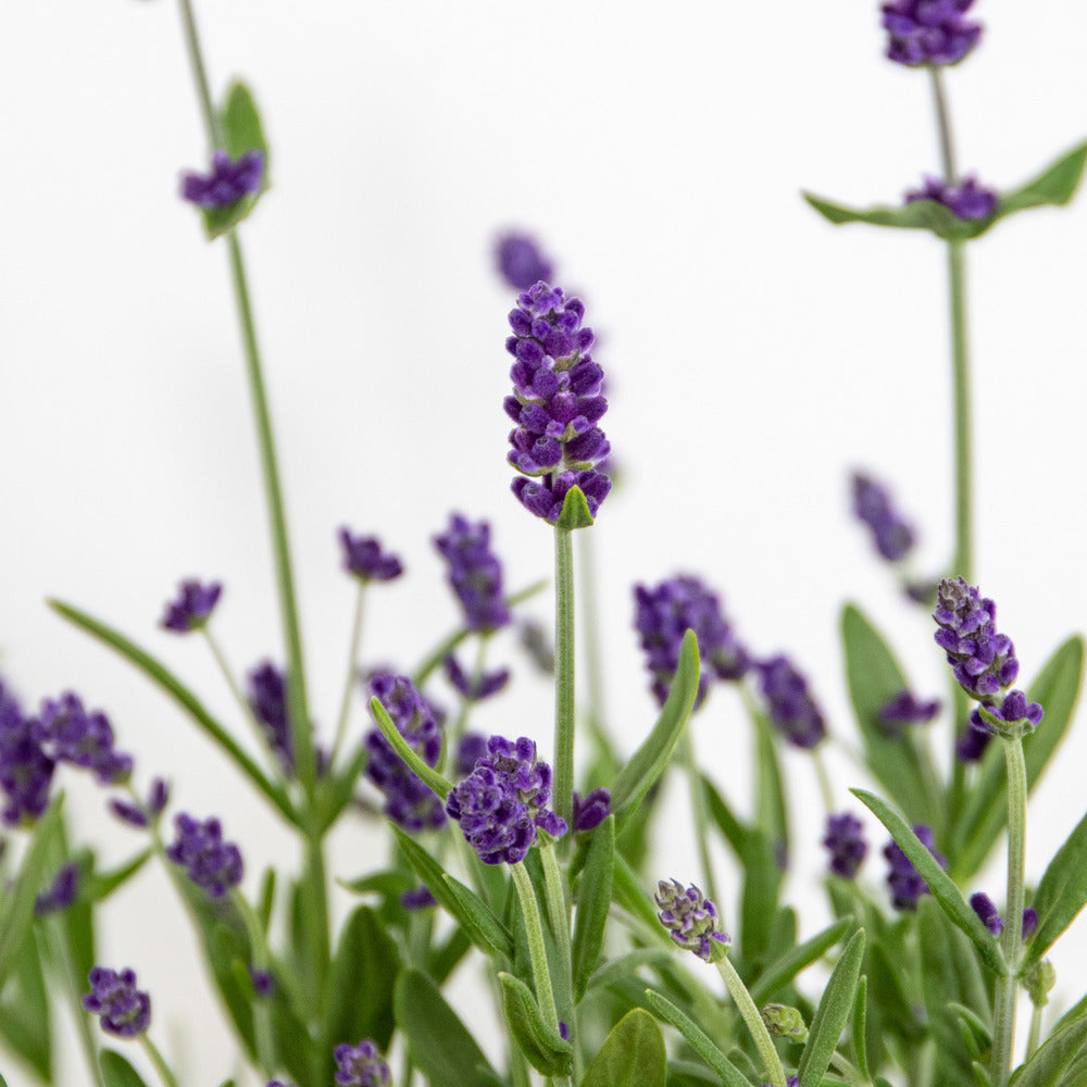  6x Lavandula Angustifolia 'ardèche Blue' - Lavande - Arbuste - Rustique – ⌀10.5 Cm - ↕10-15 Cm
