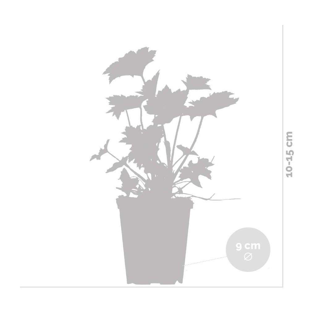  6x Heuchera Micrantha 'palace Purple' - Purple Bell - Vivace - Rustique – ⌀9 Cm - ↕10-15 Cm