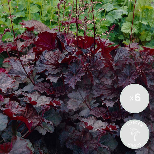  6x Heuchera Micrantha 'palace Purple' - Purple Bell - Vivace - Rustique – ⌀9 Cm - ↕10-15 Cm