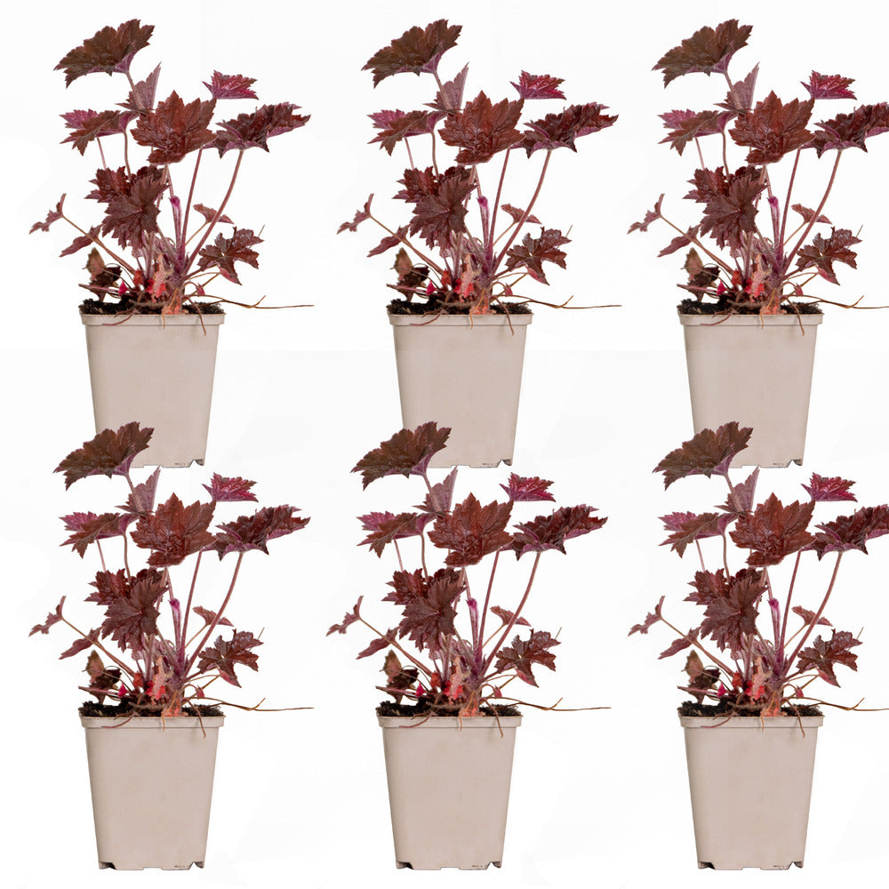  6x Heuchera Micrantha 'palace Purple' - Purple Bell - Vivace - Rustique – ⌀9 Cm - ↕10-15 Cm