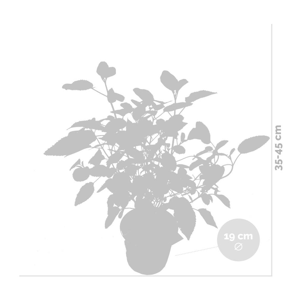  Hydrangea Paniculata 'little Lime' - Hortensia Panache - Arbuste - Rustique – ⌀19 Cm - ↕35-45 Cm
