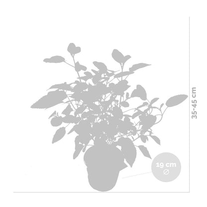  Hydrangea Paniculata 'little Lime' - Hortensia Panache - Arbuste - Rustique – ⌀19 Cm - ↕35-45 Cm