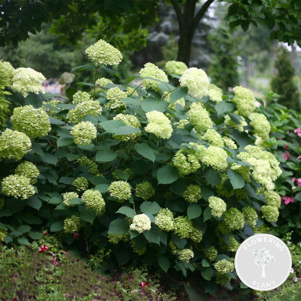  Hydrangea Paniculata 'little Lime' - Hortensia Panache - Arbuste - Rustique – ⌀19 Cm - ↕35-45 Cm